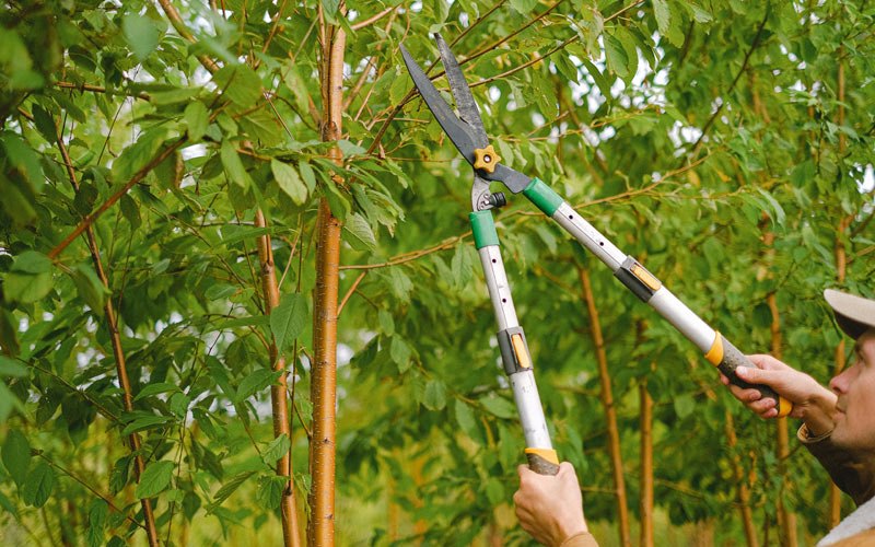Tree trimming in Maple, WI